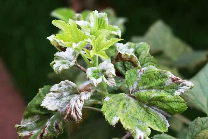 Grüne Blätter mit weißem Belag